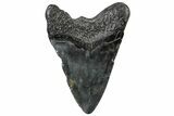 Fossil Megalodon Tooth - South Carolina #306264-1